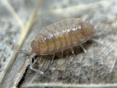 10ct Powder Pink Isopods (Porcellionides pruinosus)