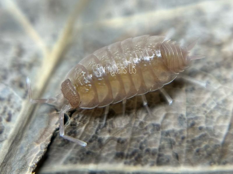 10ct Powder Pink Isopods (Porcellionides pruinosus)