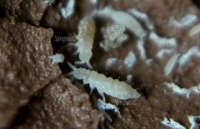 50ct White Albino Springtails (Ceratophysella isabellae)
