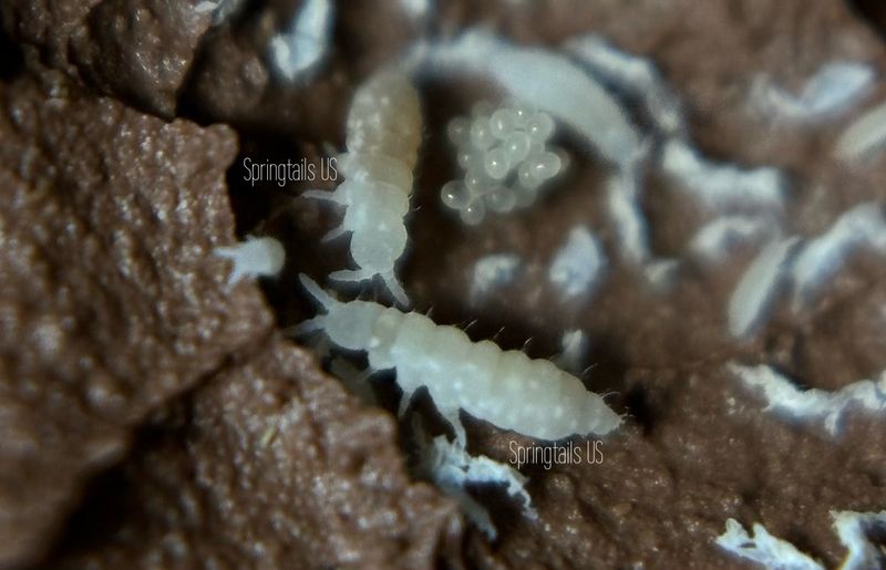 50 White Albino Springtails (Ceratophysella isabellae)