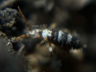 25ct Seira sp #13
