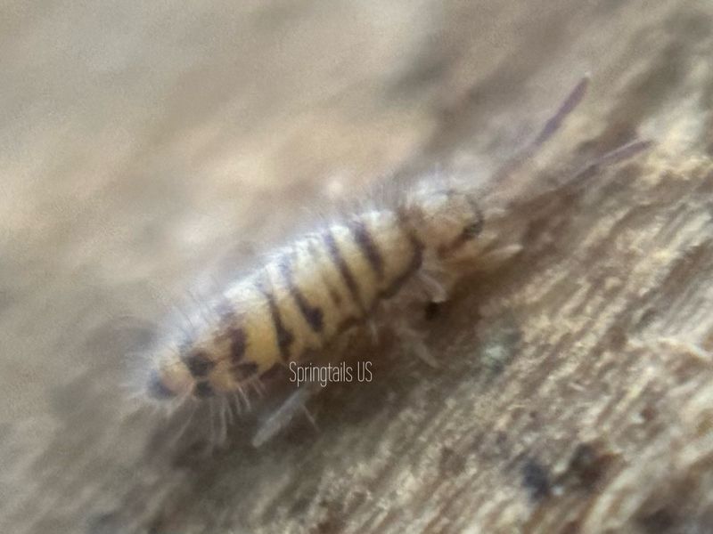 30 Little Tiger Springtails (Entomobrya multifasciata)