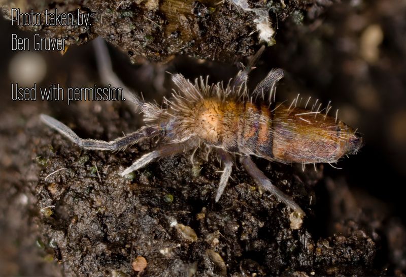 50 Wood Runner Springtails (Entomobrya sp)