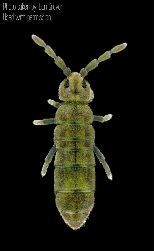 25 Green Water Springtails (Isotomurus retardatus)