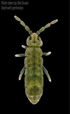 25 Green Water Springtails (Isotomurus retardatus)