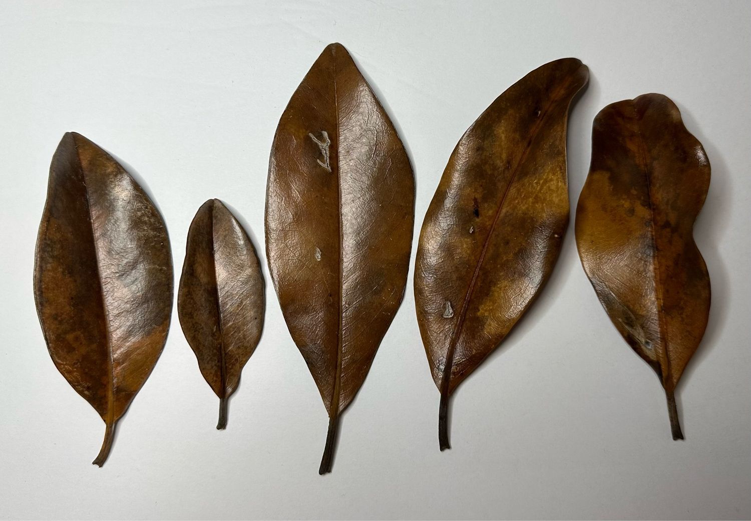 5ct Assorted Magnolia Leaves