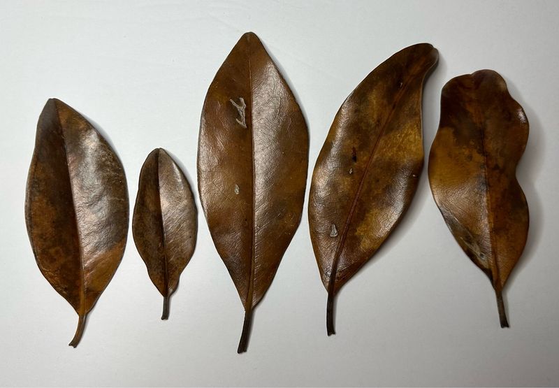 5ct Assorted Magnolia Leaves
