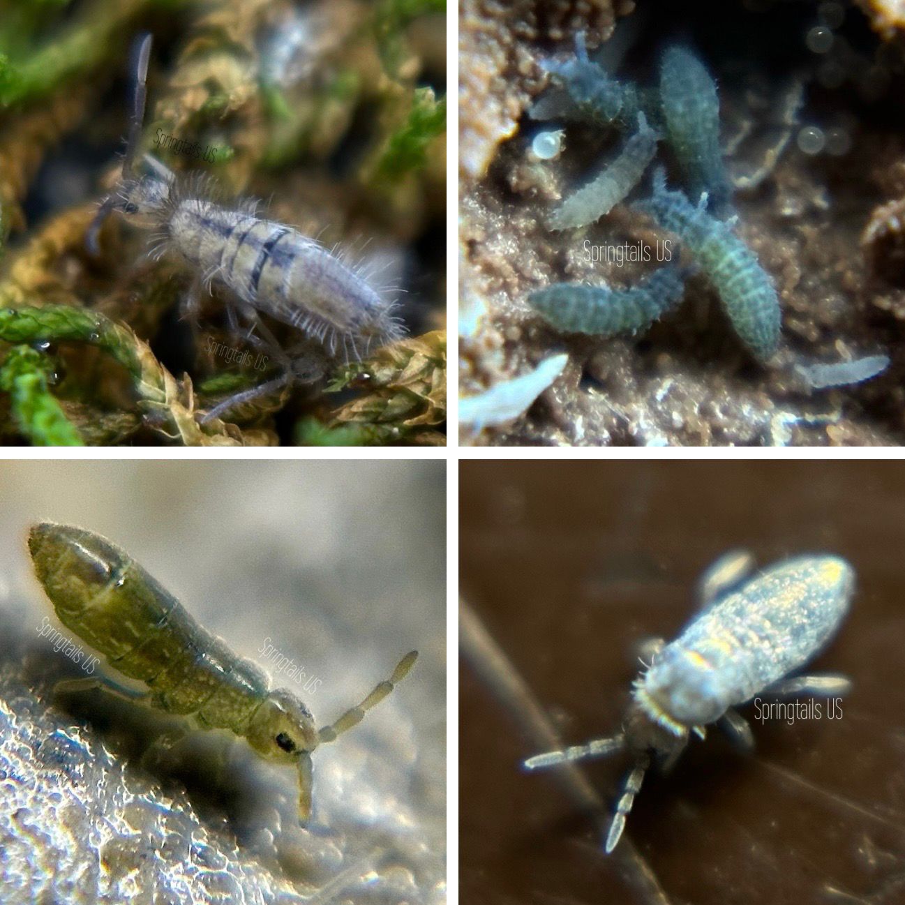 Free Springtails For Live Animal Orders (See Description For Details)