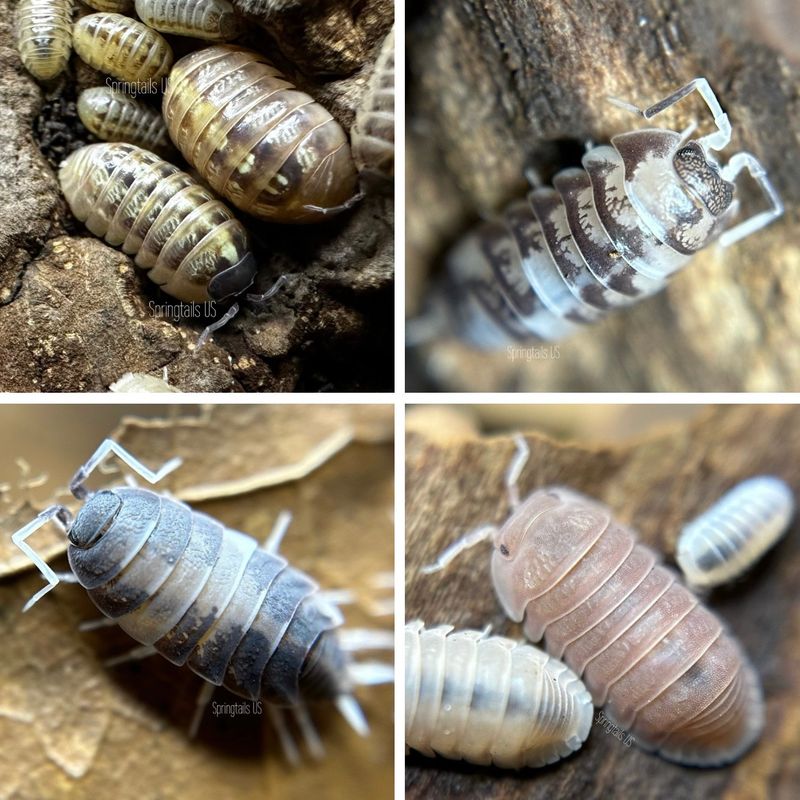 Free Isopods For Live Animal Orders (See Description For Details)