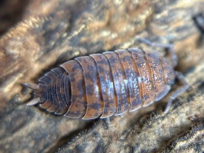 10ct Red Calico Isopods (Porcellio scaber)