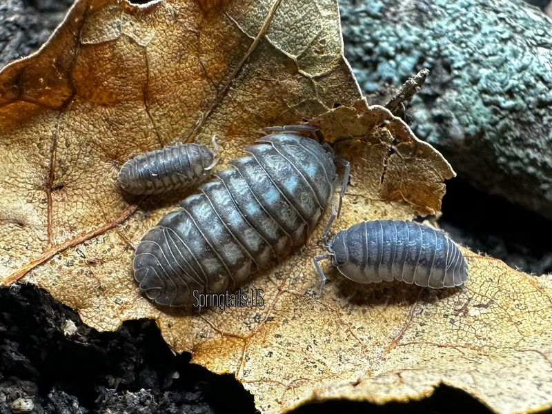 10ct Nosy Roly-Poly (Armadillidium nasatum) Granville, IL Locale
