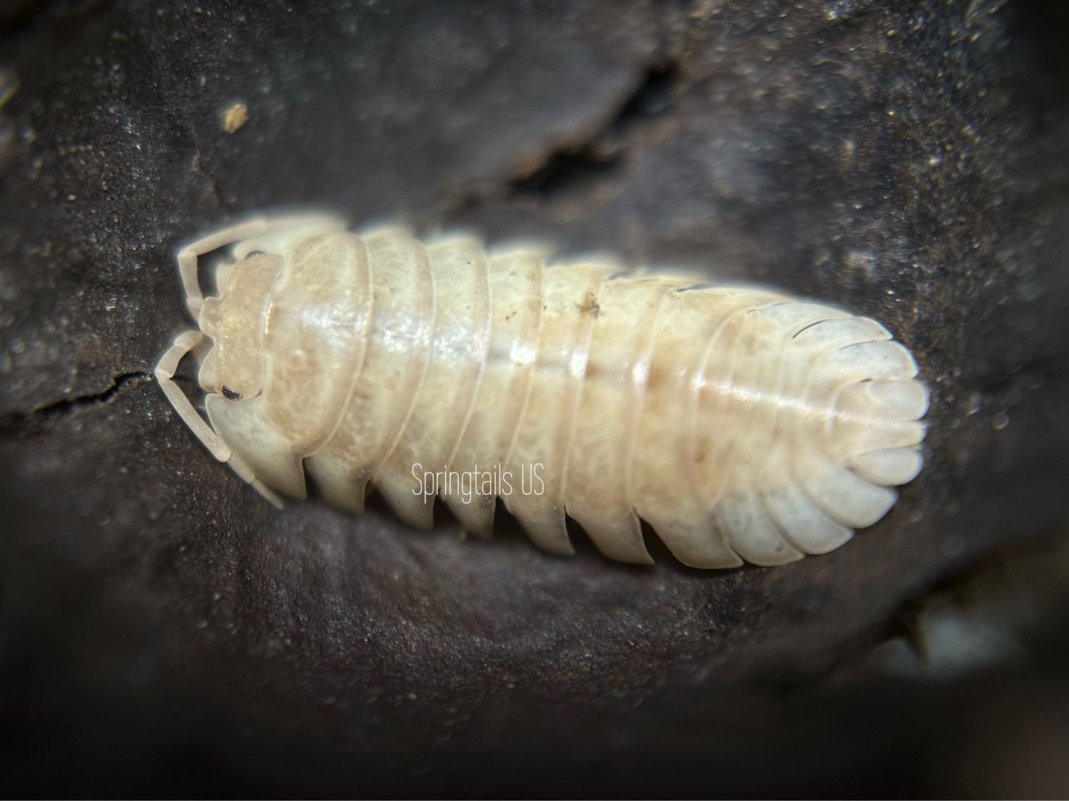 10ct Pearl Isopods (Armadillidium nasatum)