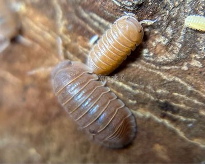 10ct Florida Orange Isopods (Cubaris murina)