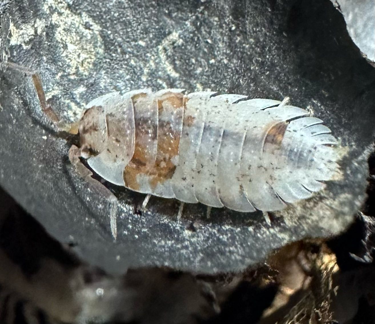 10ct Orange Dalmatian Isopods (Porcellio scaber)