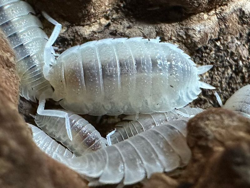 10ct Porcellio scaber “Whiteout”