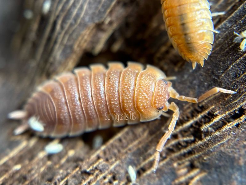 10ct Spanish Orange Isopod (Porcellio scaber)