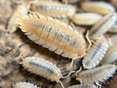 10ct Yellow Snow Isopods (Porcellio scaber)