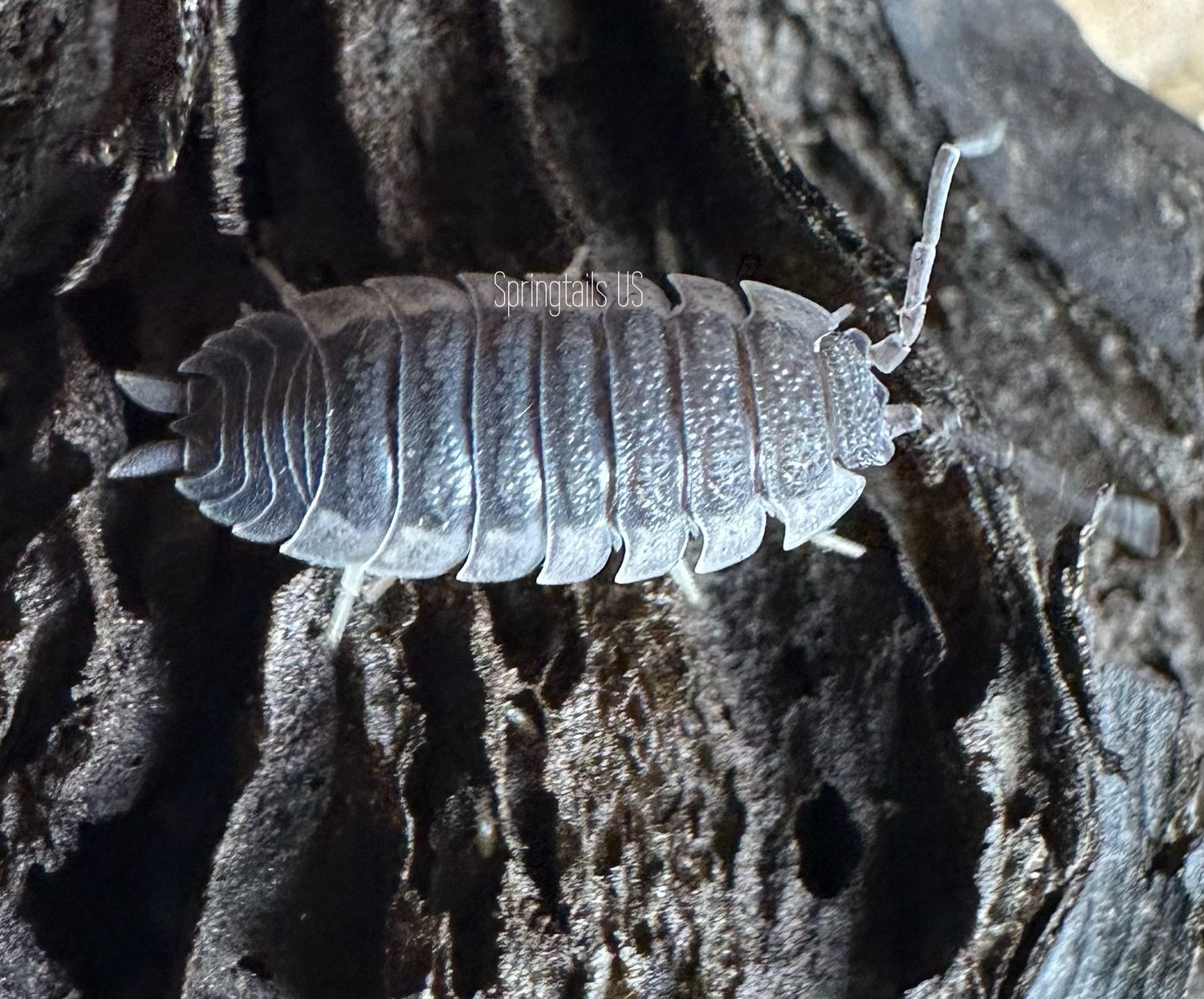 10ct Excalibur Isopods (Porcellio scaber)