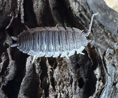 10ct Excalibur Isopods (Porcellio scaber)