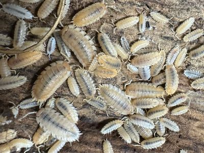 Porcellio scaber