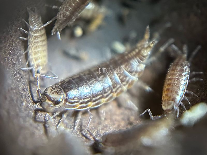 10ct Florida Fast Isopod (Atlantoscia floridana)