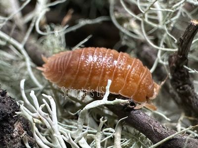 Other Porcellio sp.