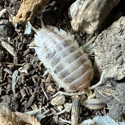 Porcellio laevis