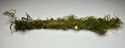 1pc Assorted Mossy Stick