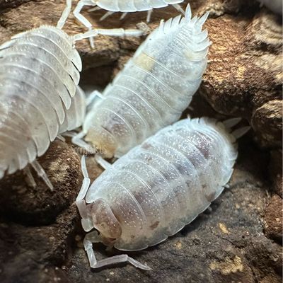 10ct Snow Koi Isopods (Porcellio scaber)