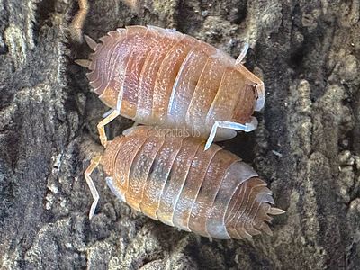 10ct Orange Koi Isopods (Porcellio scaber)