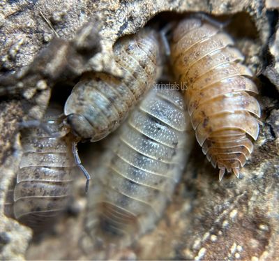 10ct Lemonade Isopods (Porcellio scaber)