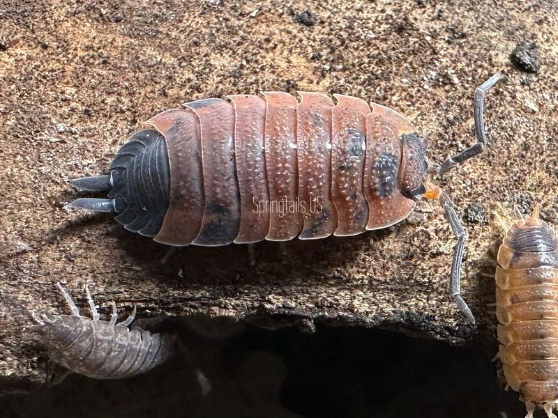 10ct Lava Isopods (Porcellio scaber)