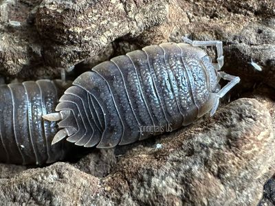 10ct Giant Canyon Isopods (Porcellio dilatatus)