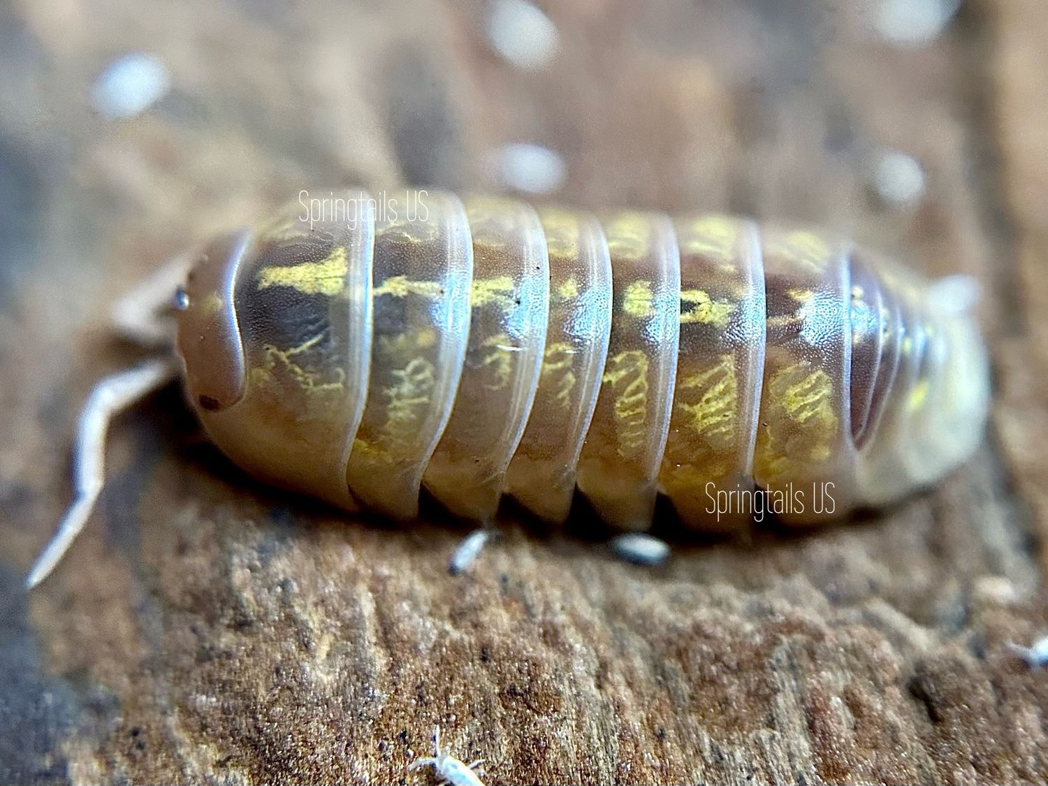 10ct St. Lucia - Yellow Isopods (Armadillidium vulgare)