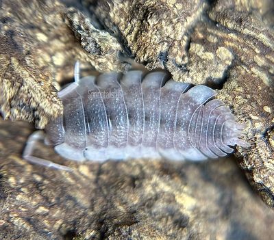 10ct Ghost Isopods (Porcellio scaber)