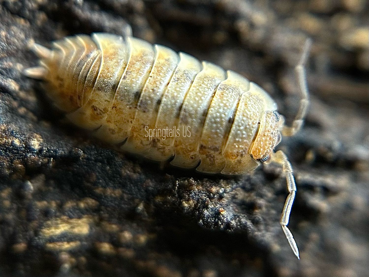 10ct Lemonade Isopods (Porcellio scaber)