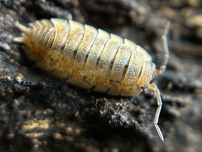 10ct Lemonade Isopods (Porcellio scaber)