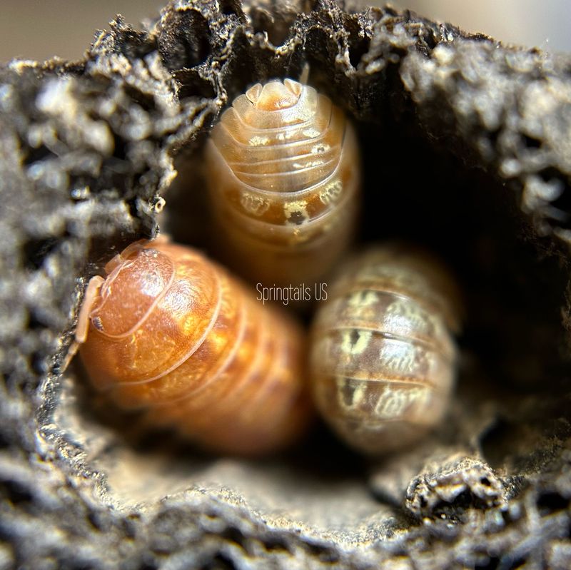 10ct St. Lucia Isopods (Armadillidium vulgare)