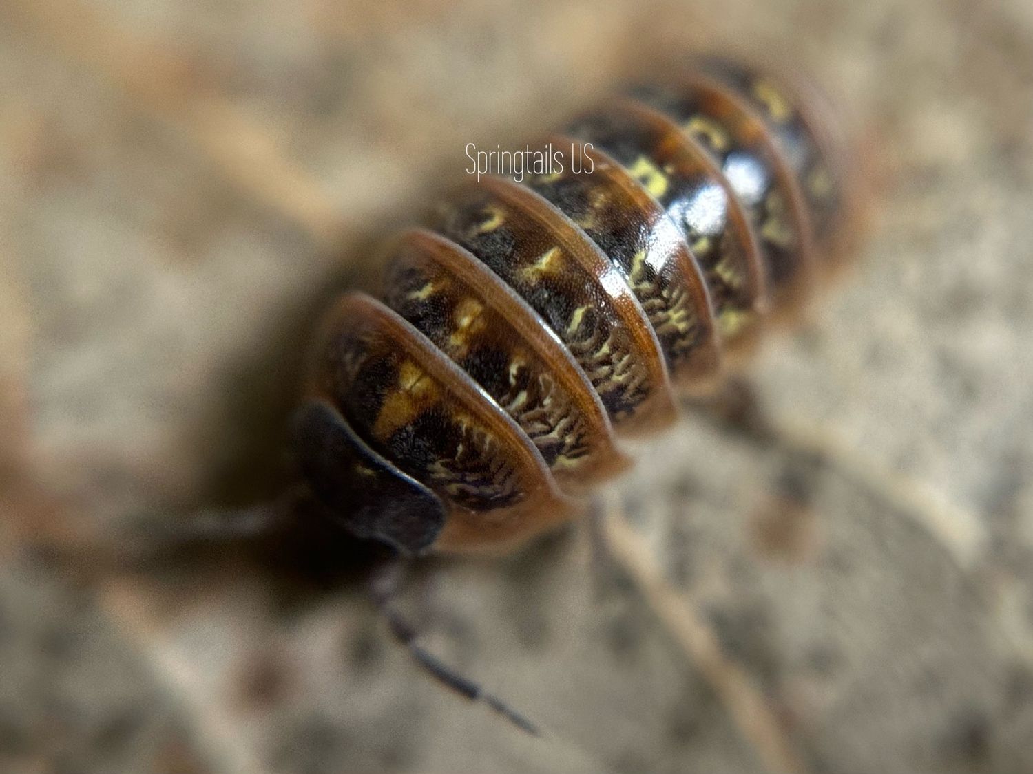10ct Punta Cana Isopods (Armadillidium vulgare)