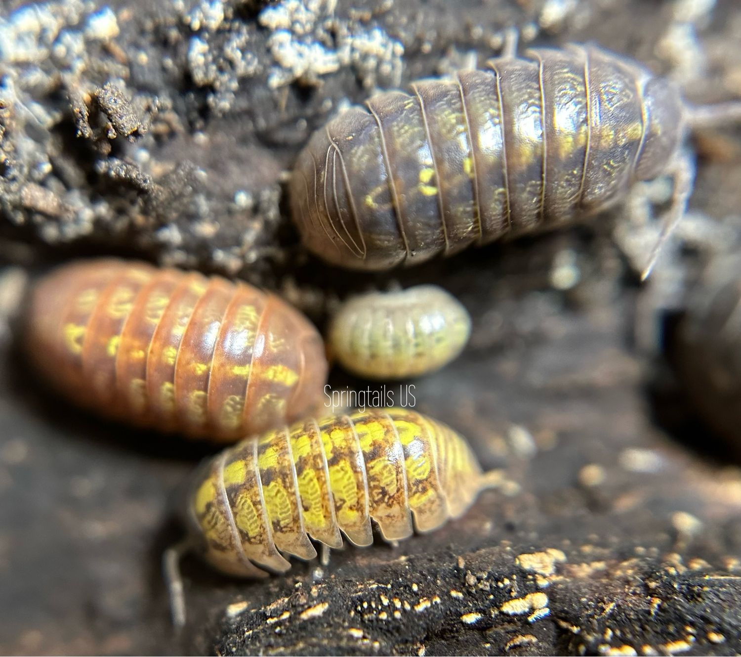 10ct Gem Mix Isopods (Armadillidium vulgare)