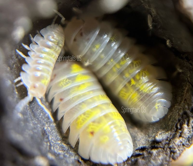 10ct Orange Dalmatian Isopods (Armadillidium vulgare)