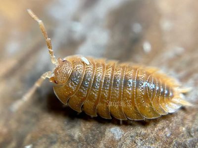 10ct Porcellio dilatatus “Rust” (Giant Canyon Isopod)