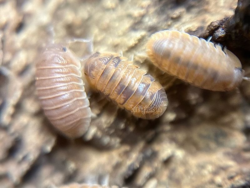 10ct Anemone Isopods (Cubaris murina)