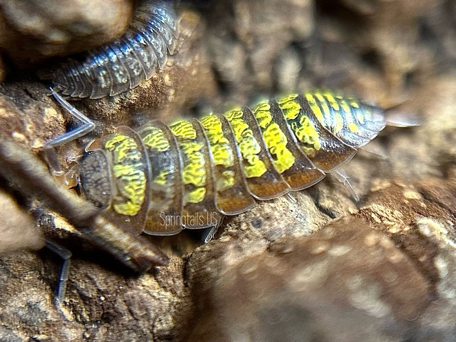 10ct Big Pine Key Isopods (Porcellionides cf. virgatus)