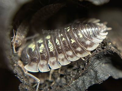 10ct Skirted Woodlouse (Oniscus asellus)