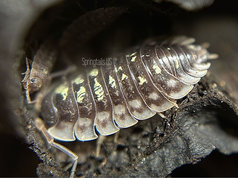 10ct Skirted Woodlouse (Oniscus asellus)