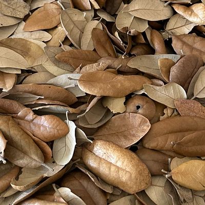 1 Stuffed Gallon (8oz wt) Live Oak Leaf Litter