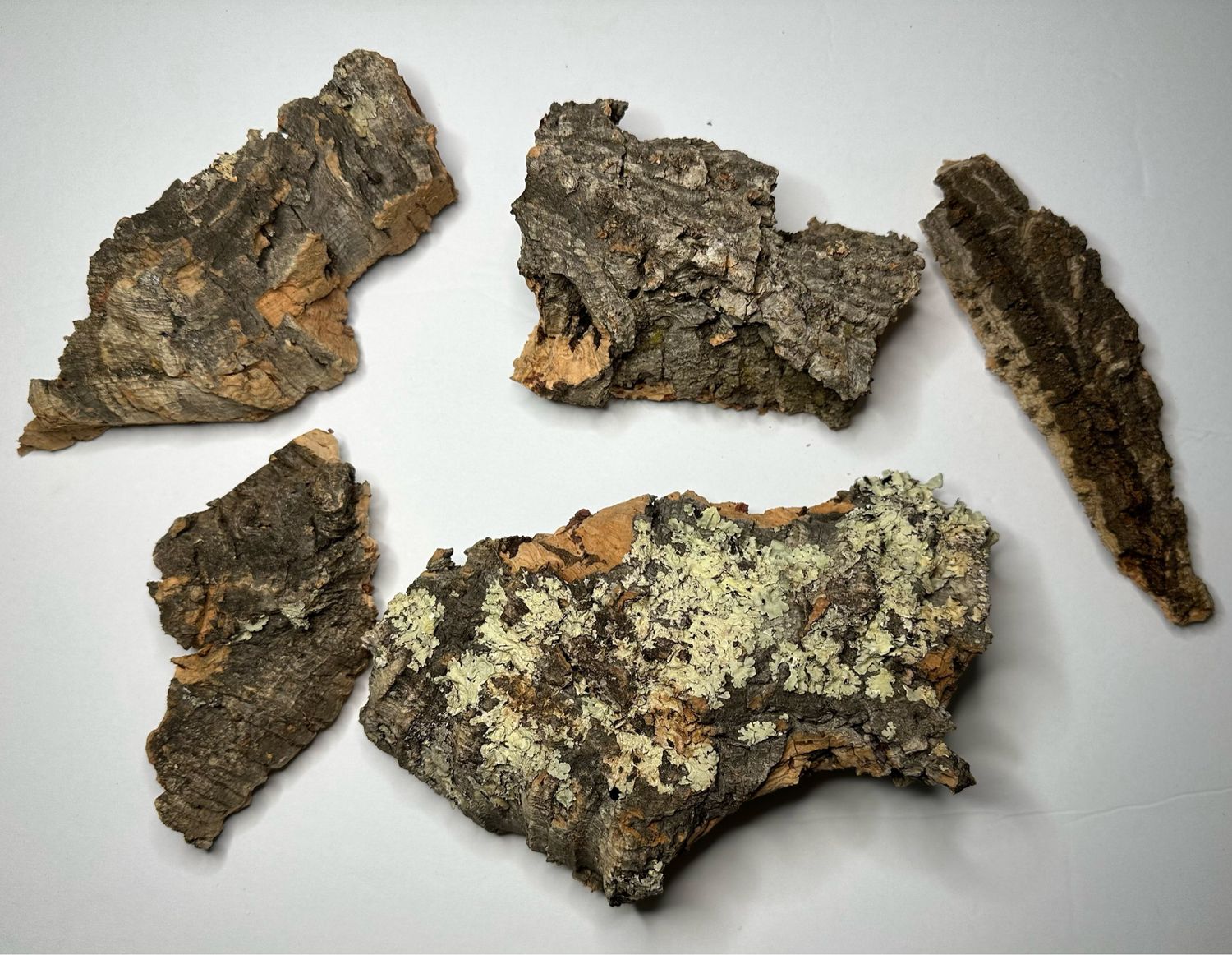 1pc Assorted Cork Bark Hides