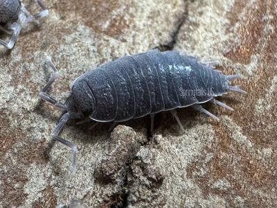 10ct Messenger Isopods (Porcellionides sp.)