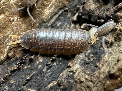 10ct Flamingo Isopods (Porcellionides virgatus)
